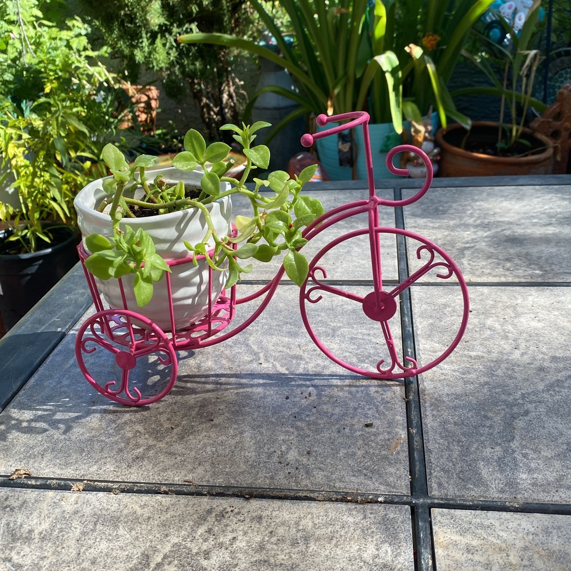 Rose Bush Succulents