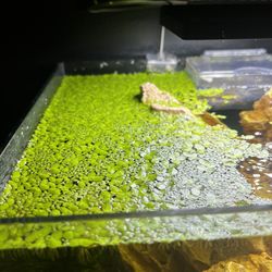 Duckweed Aquarium Plants