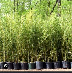 Golden bamboo 5 gallon on sale