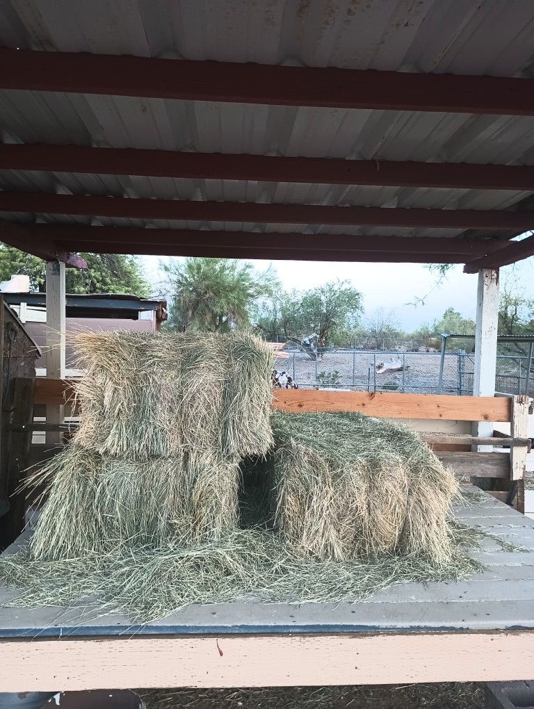 Bermuda Hay