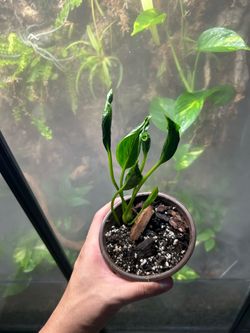 Shangri La Pothos