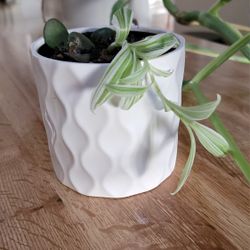 Small Pot With Plant