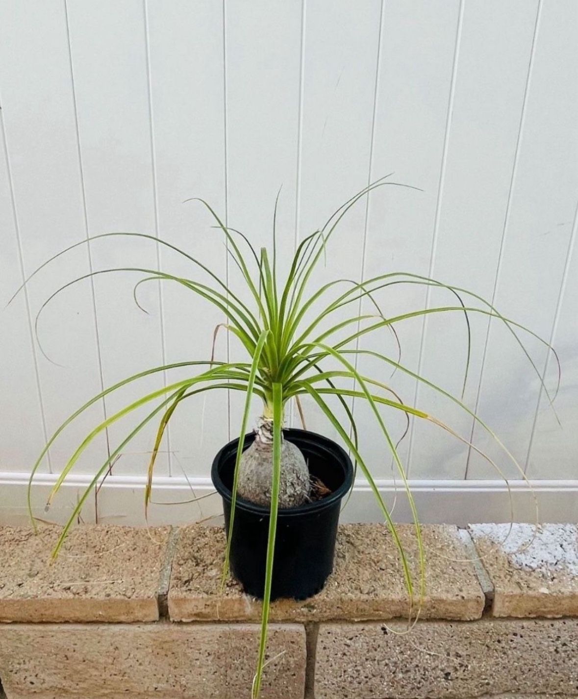 Ponytail palm