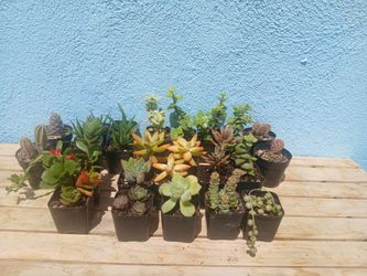 Plants $2 each
