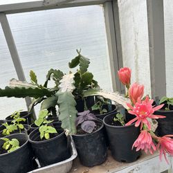  Epiphyllum Plants | Hoa Quỳnh 