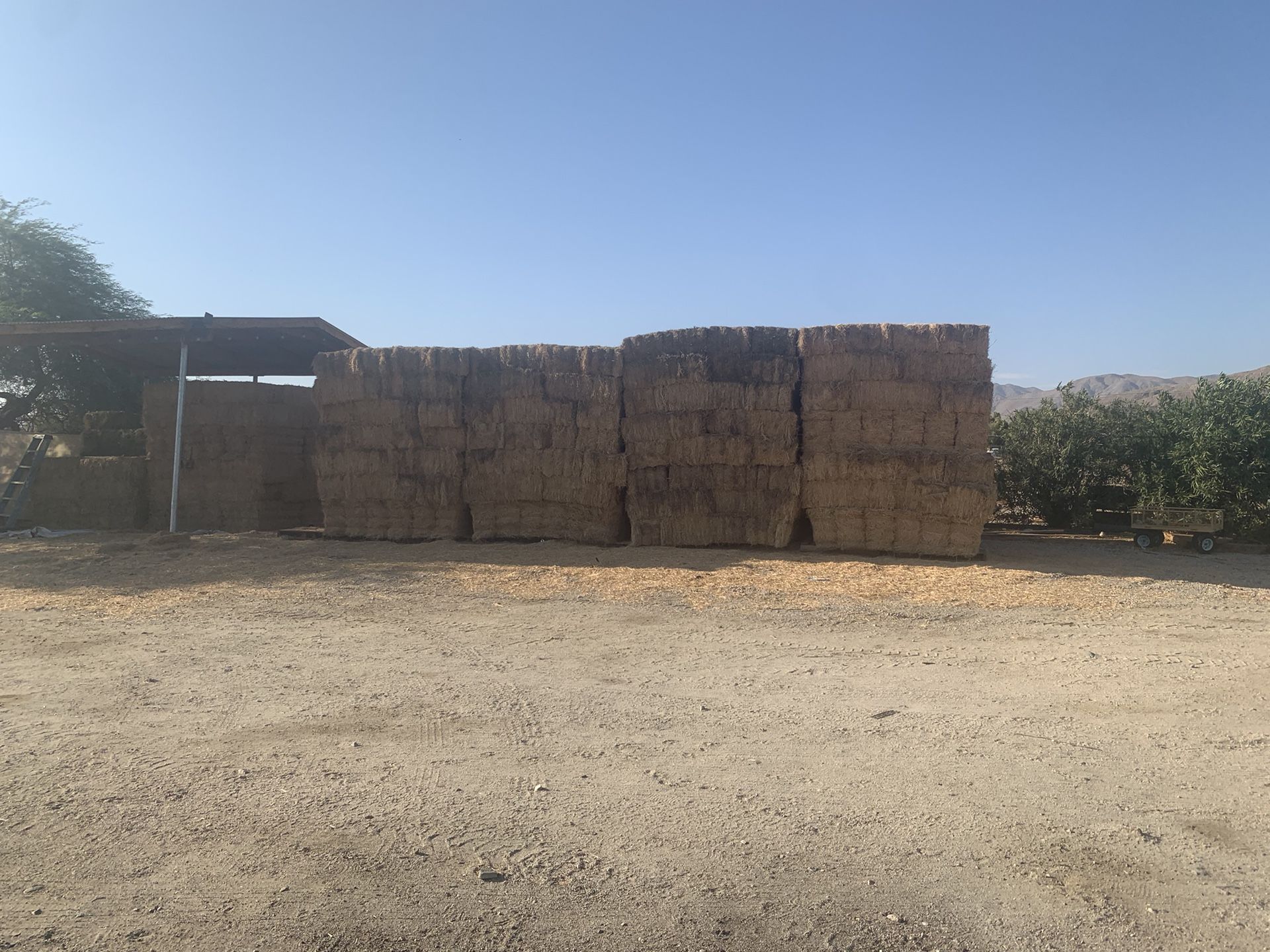 Alfalfa Para ganado - Chivas Vacas