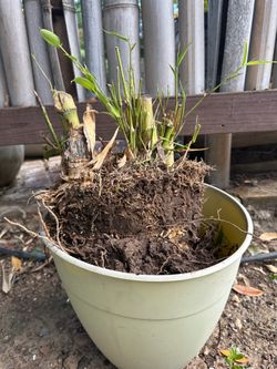 Fresh Bamboo Rhizomes For Planting
