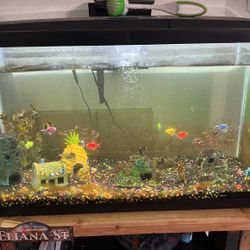 Fish Tank 
