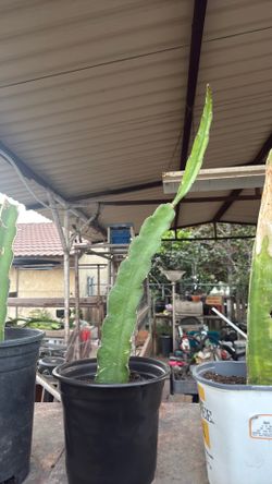 Dragonfruit plant