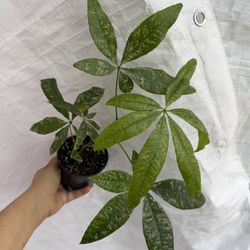 Variegated Money Tree 