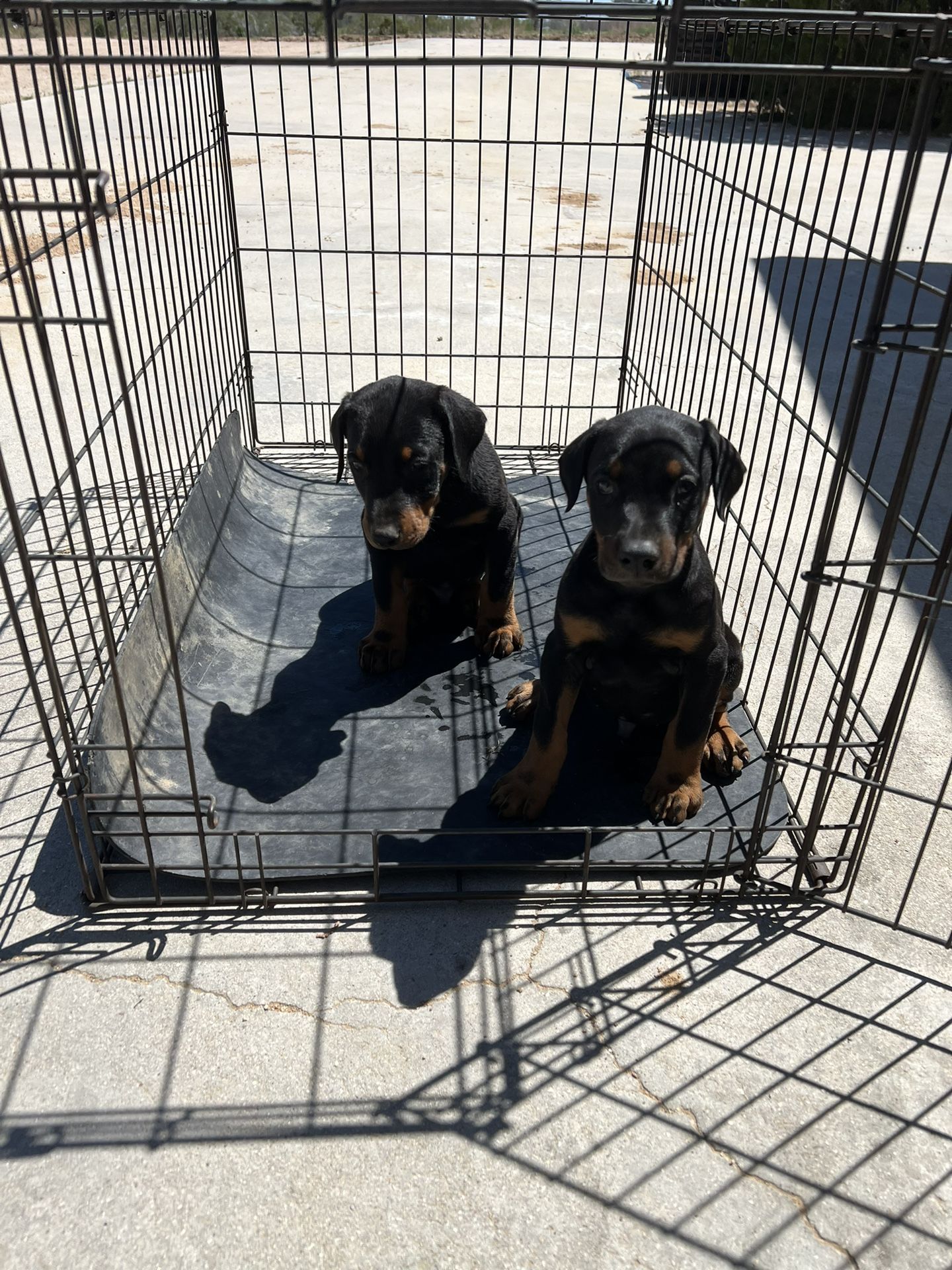 Dog Crate 