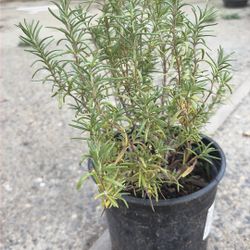 Rosemary Plant 