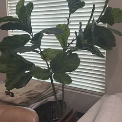 Faux 6” Fiddle Lead Fig Tree