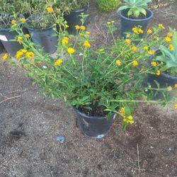 Lantana Yellow 