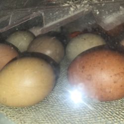 Hatching Eggs Ch!K§