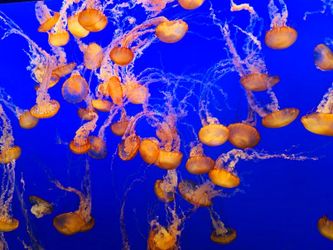 Monterey bay aquarium -admission passes