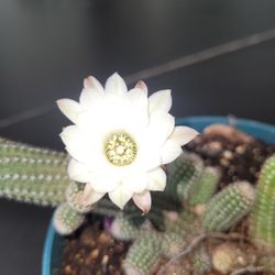 Cactus  Cacaguate  Flor  Blanca