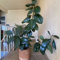 Large Rubber Plant in Terracotta Pot – 4ft Tall 🌿