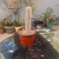Old Man Cactus