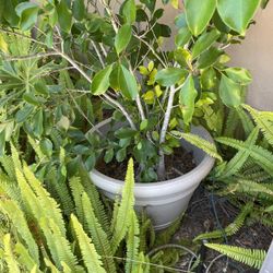 Plants, Pots, Garden Supplies 