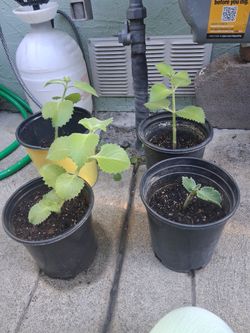 They need a home