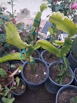 Planta dragon frut de 5 galones