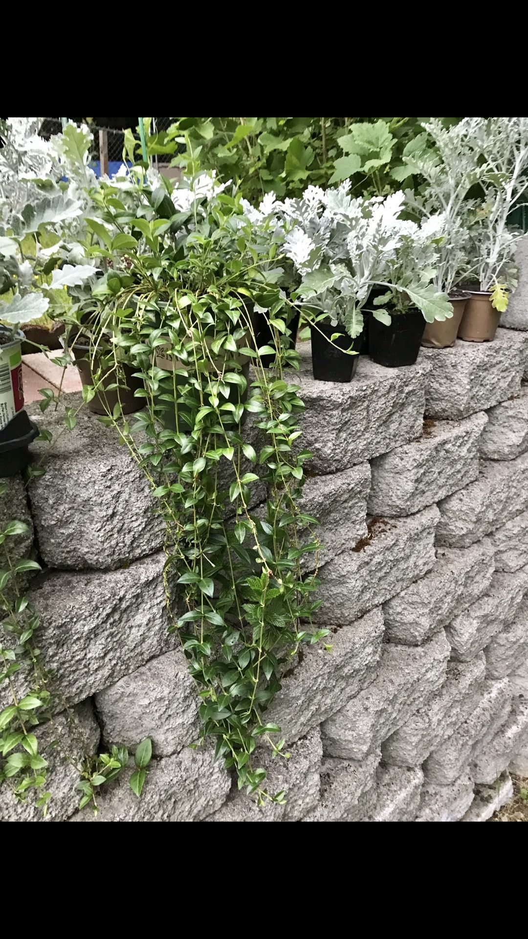 Vinca Minor, Periwinkle ( Hanging Baskets, Ground Cover), Perennial Plant.