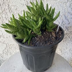 1 Gallon Pot Succulent Aloe Plant - Aloe Juvena Tiger Tooth - Rooted & Established - Drought Resistant - 🪴 