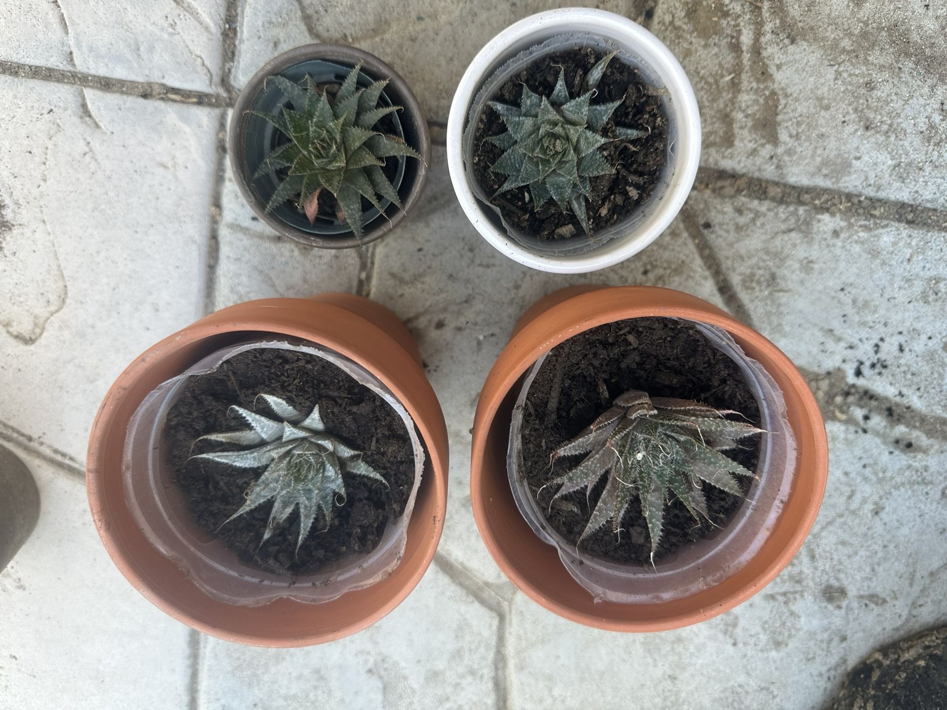 Succulents