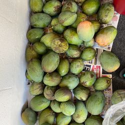 Mangoes Picked As Needed