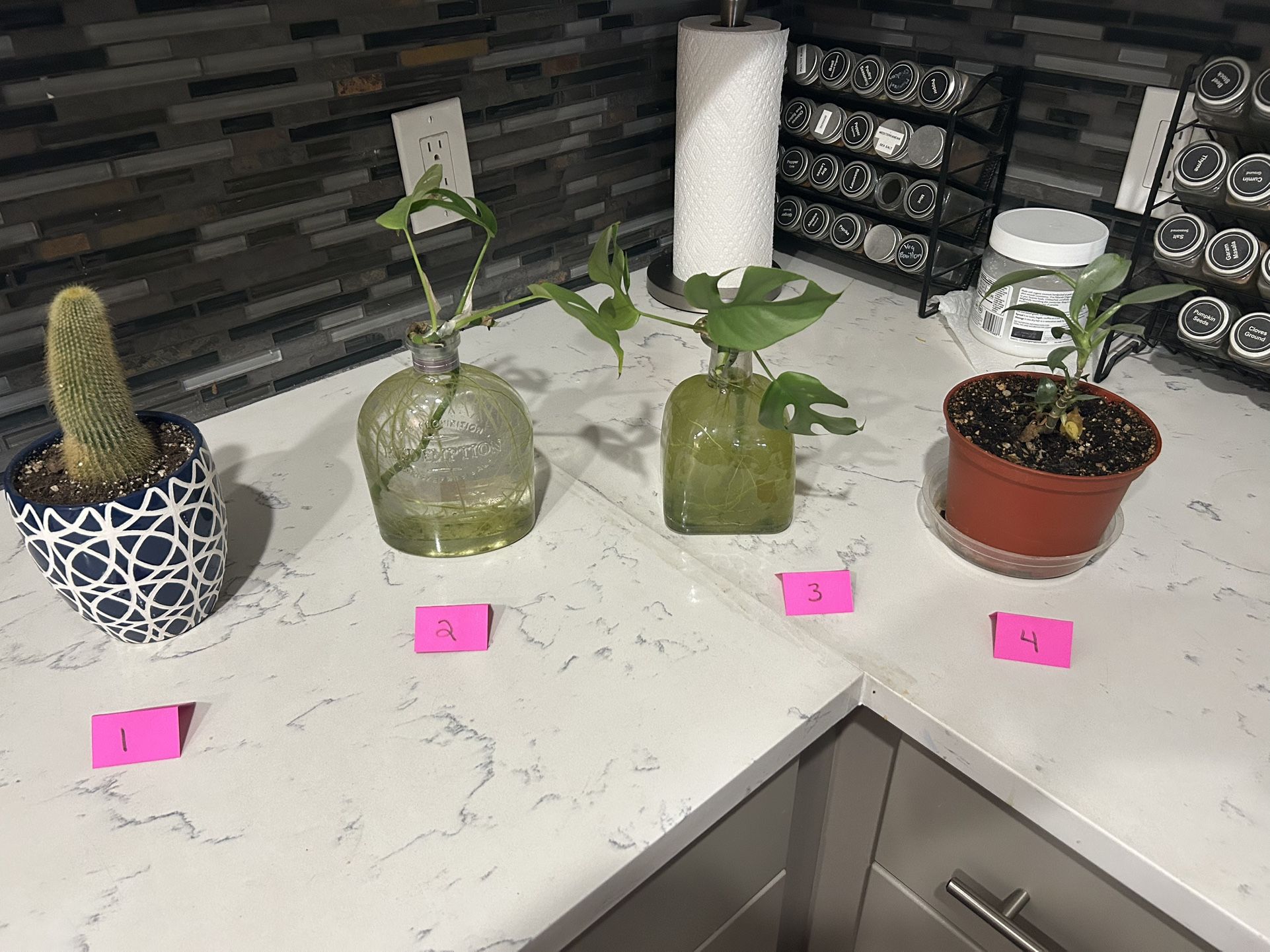Potted Plants