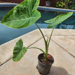 Ears Elephant Plant