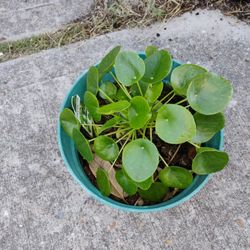 Pilea Peperomioides Plant 