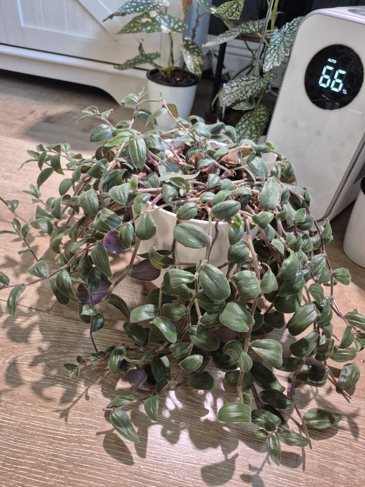 Tradescantia Chrysophylla