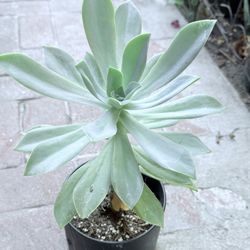 suculenta muy bonita 