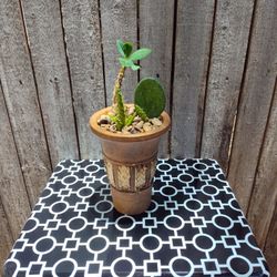 Potted Plant