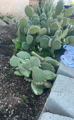 Cactus Pups