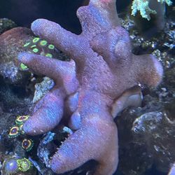 Chunky Finger Leather Coral