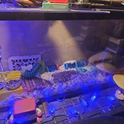 Two hamsters Home tank and other accessories for hamster