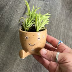 Cute Little Succulent