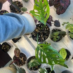 All Hand Raised House Plants $10