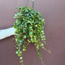 6” pink thai lipstick 