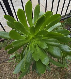 Big Green Aeonium Plant 