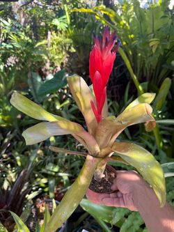 Bromeliad Plant in Bloom