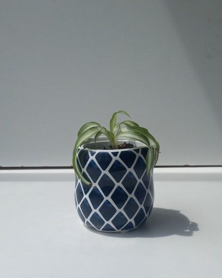 Lush Variegated Curly Spider Plant Bonnie Plant/ Indoor Plant/ House Plant Flower