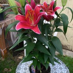 Outdoor Plant
