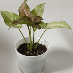 Pink Syngonium Plant For Sale 
