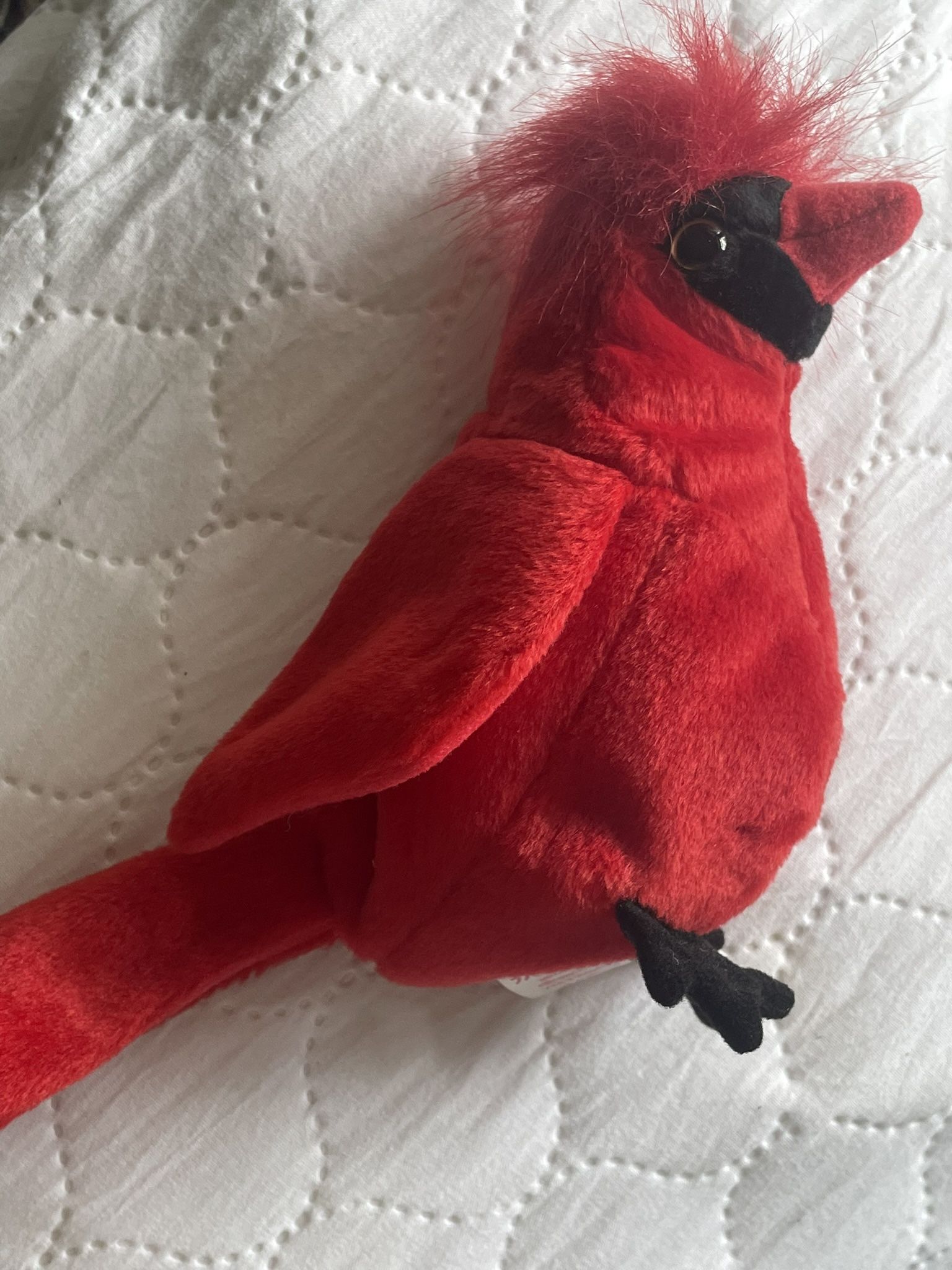 TY Beanie baby “Mac” Cardinal