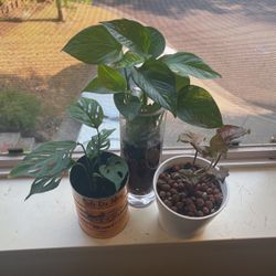 Plant Trio