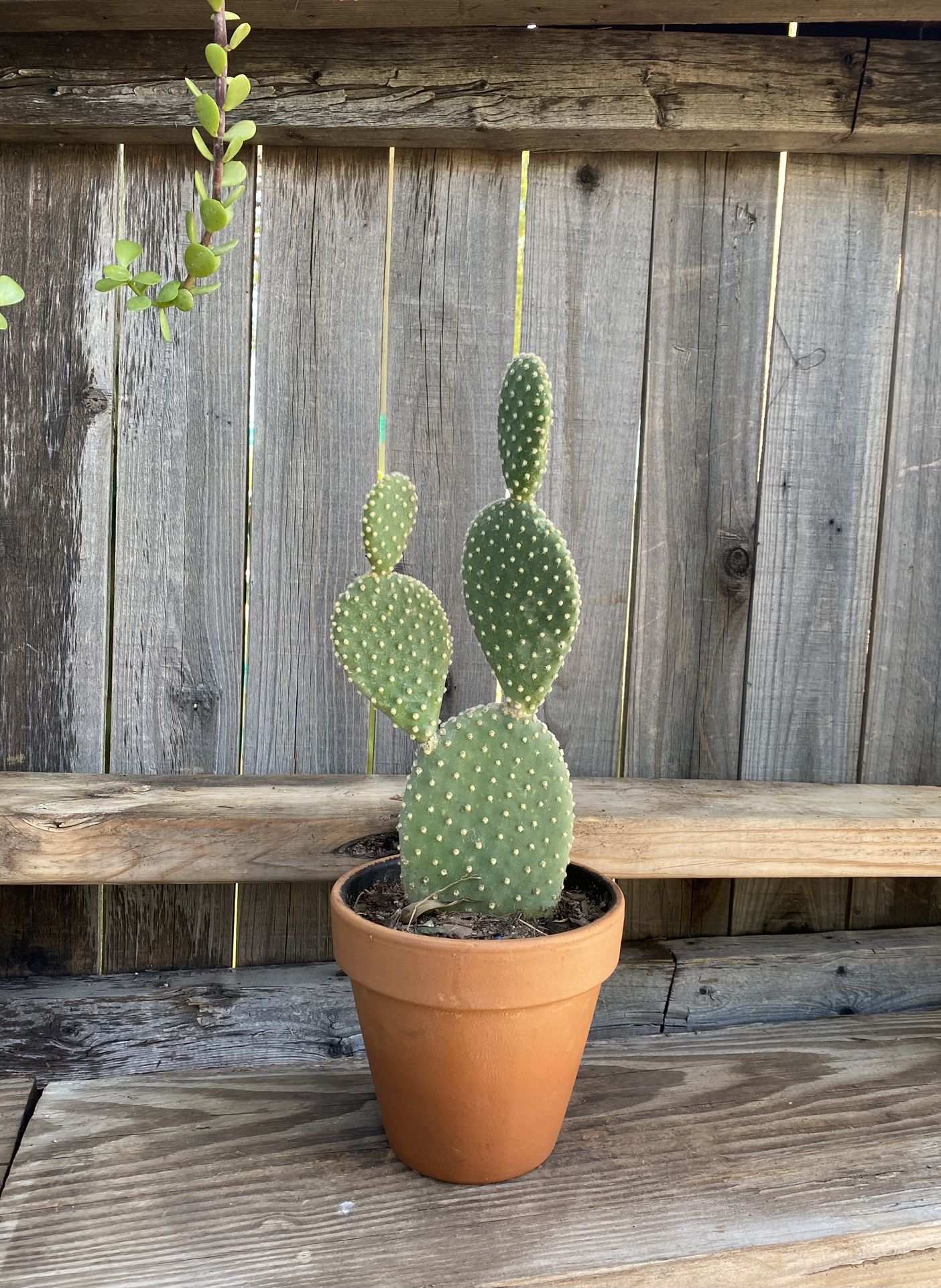 Small Bunny Ears Cactus Plant 